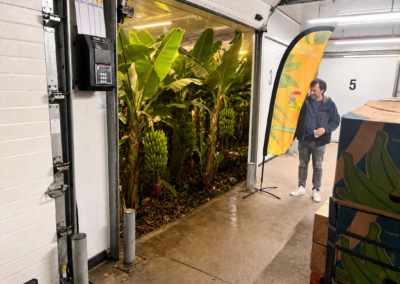 Mûrisserie ABCD de l’Exotique avec décor de plantation de bananes